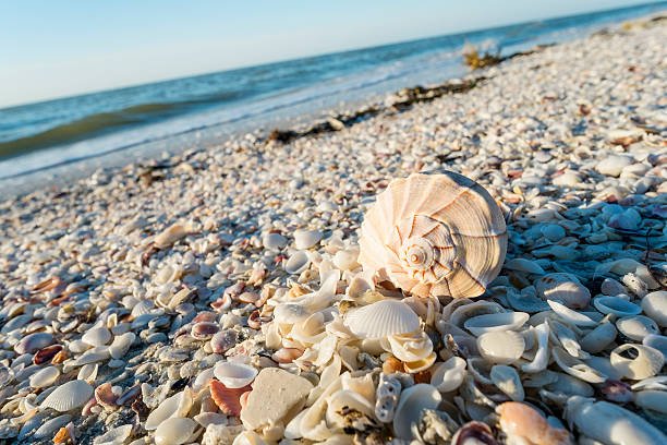 seashells-on-the-beach-of-sanibel-island-in-florida