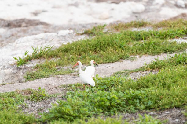 two-white-ibis-birds-walking-standing-on-green-grass-gro